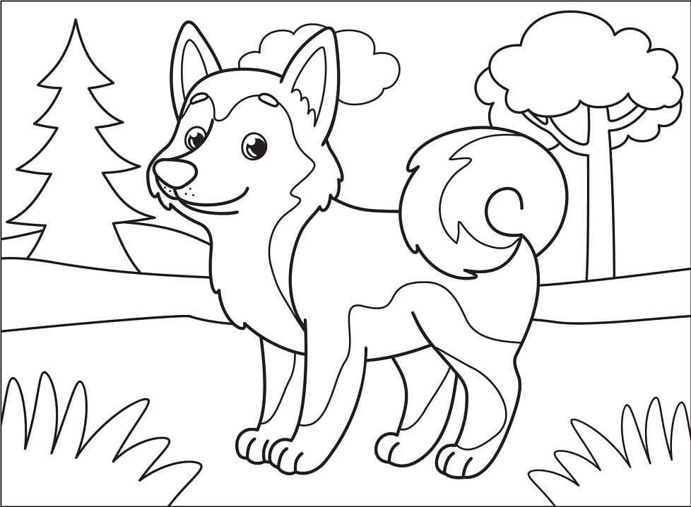 Husky kolorowanki